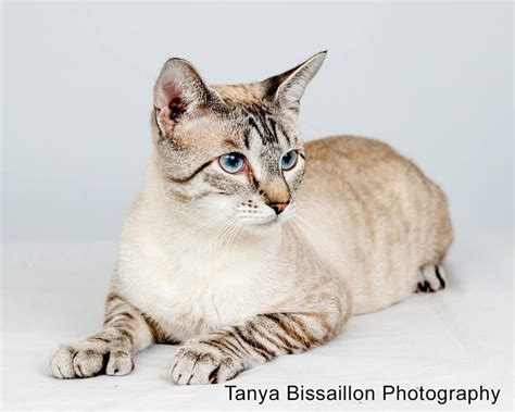 Tag Archives Lynx Point Siamese Pretty Cats Cute Cats Siamese Cats