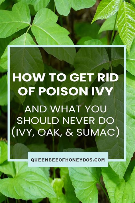 Getting Rid Of Poison Ivy Oak And Sumac Poison Ivy Plants Ivy Plants