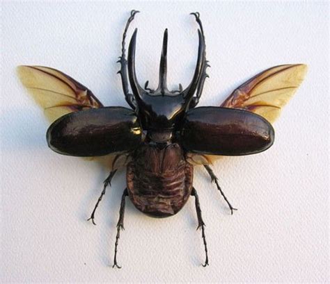 3 Horned Flying Beetle Real Chalcosoma Atlas By Butterflyart7 6499