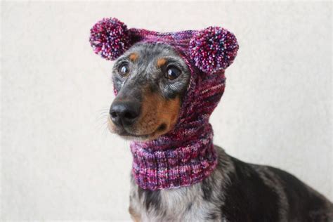 Knitting Pattern Small Dog Hat Dachshund Hat Mini Dachshund Etsy