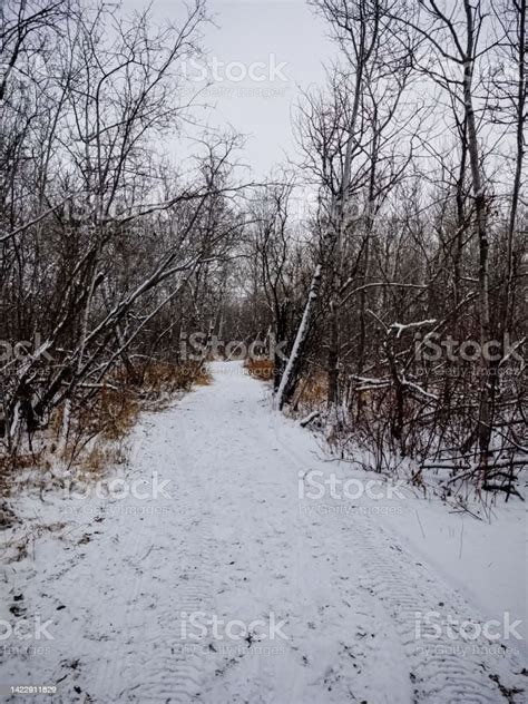 Assiniboine Forest Path Stock Photo Download Image Now Bare Tree