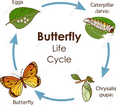 Life Cycle Of A Monarch Butterfly Diagram