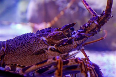 Lobster Underwater Free Stock Photo Public Domain Pictures