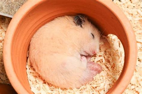 Amazing Photos Of Nocturnal Animals In 2021 Hamster Nocturnal