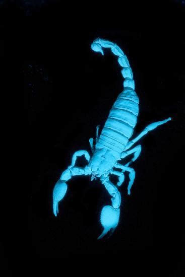 Emperor Scorpion Pandinus Imperator Fluorescing Under Ultraviolet