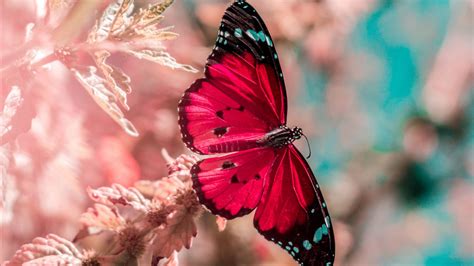Butterfly wallpapers we have about (35) wallpapers in (1/2) pages. Download wallpaper 1920x1080 butterfly, wings, insect ...