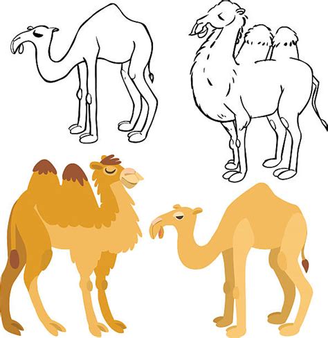 Bactrian Camels Illustrations Royalty Free Vector Graphics And Clip Art