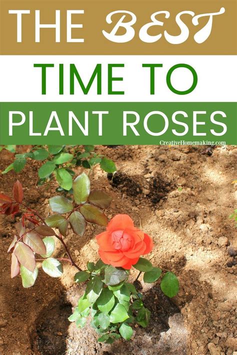 When To Plant Roses When To Plant Roses Gardening For Beginners Plants