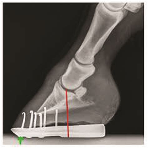 Navicular Syndrome And Heel Pain Part 2 Equine Monthly