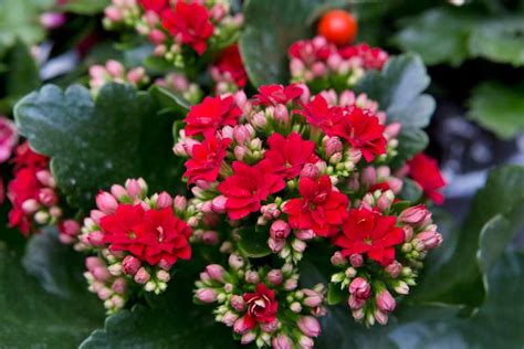Kalanchoe Care How To Care For A Kalanchoe Plant Bbc Gardeners World