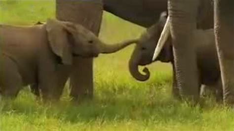 Cute Baby Elephants Fighting David Attenborough Bbc Studios Youtube