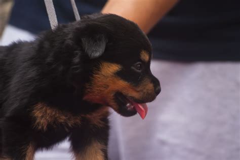 Rottweiler weight estimates and average rottweiler weights. Rottweiler puppy for sale female Bulka_2 | German ...