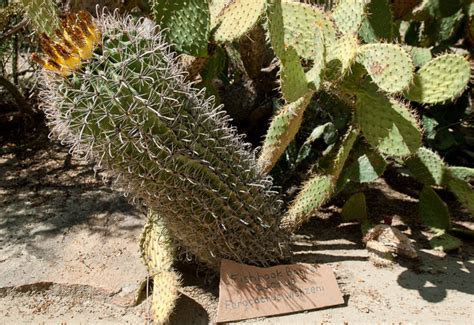 The bright yellow fruit of the fishhook barrel cactus (ferocactus wislizeni) ripens between the months of november and march. The Community Garden: Ferocactus wislizeni (Fishhook ...