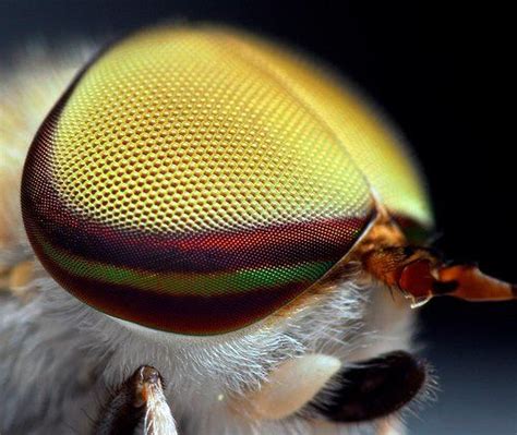 Pin By John Mand On Ζώα Insect Eyes Macro Photography Insects Macro