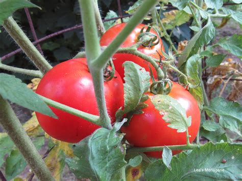 Leas Menagerie Home Grown Tomatoes August 2 2018