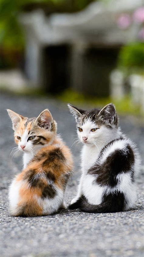 Two Cats Wallpapers Top Free Two Cats Backgrounds Wallpaperaccess