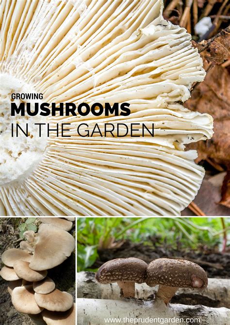 Most mushrooms grow best in temperatures between 55°f and 60°f, away from direct heat and drafts. Growing Mushrooms in the Garden