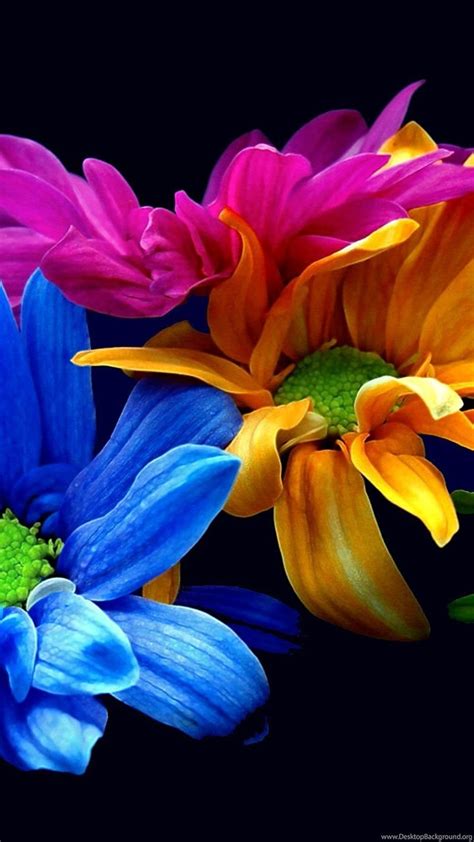 Colorful Flower Iphone Wallpapers Nature Wallpapers