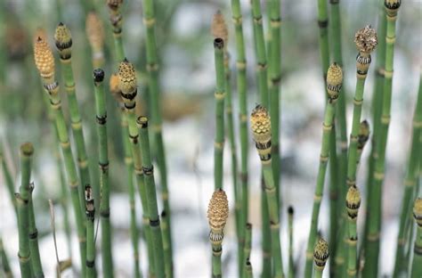 Common Characteristics In Horsetail Plants Hunker