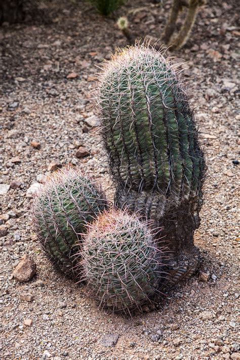 Walking Arizona Barrel Cactus