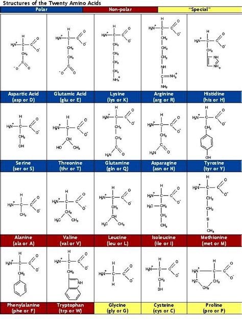 Structures Of The Twenty Amino Acids Chemistry Classroom Science