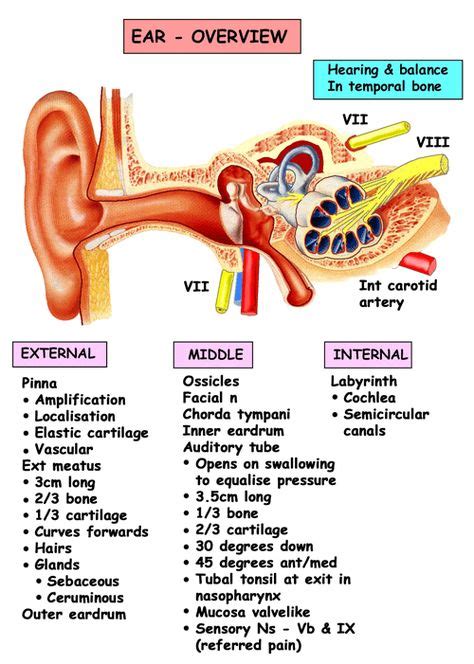 34 Best Ear Anatomy Images In 2020 Ear Anatomy Anatomy Ear