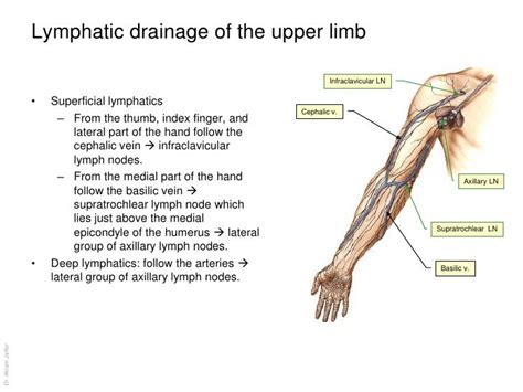 Anatomy Of The Lymphatic System 12 728 728×546 Lymphatic