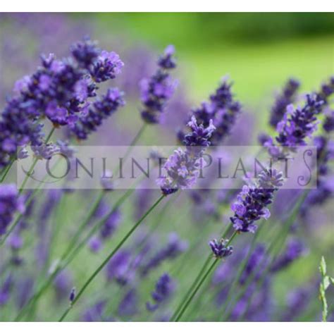 Lavender Hidcote Blue For Sale Online Plants Australia