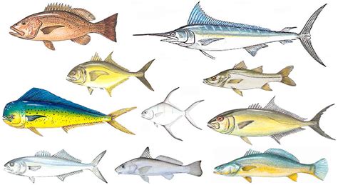 Peixe De água Salgada Alguns Nomes E Tipos De Peixes Do Mar
