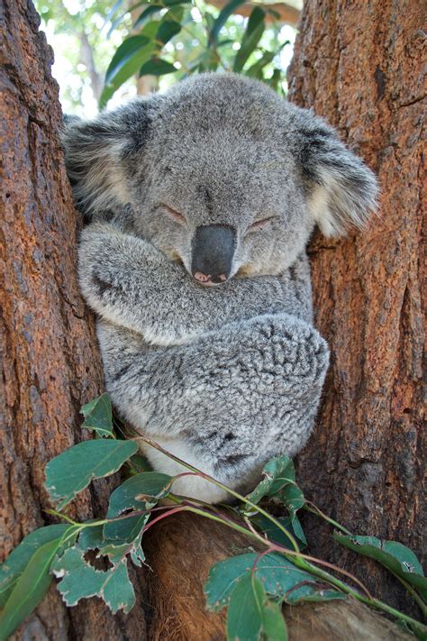 Koala Sleeping Image Wallpapers Share