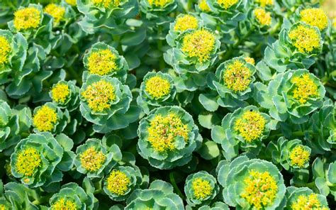 Health Benefits Of Rhodiola What You Need To Know About Golden Root