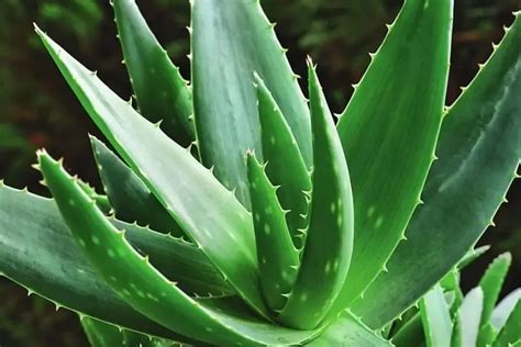 20 Different Types Of Aloe Plants Quick Helpful Tips And Pictures