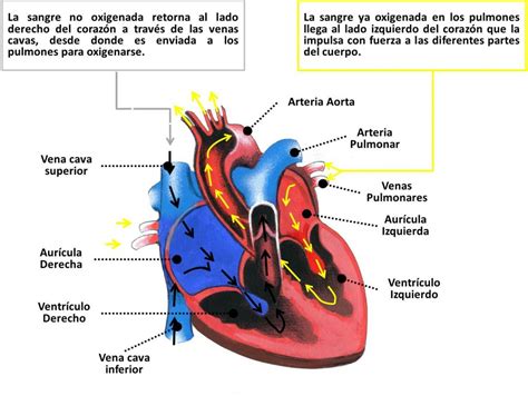 El Sistema Cardiovascular