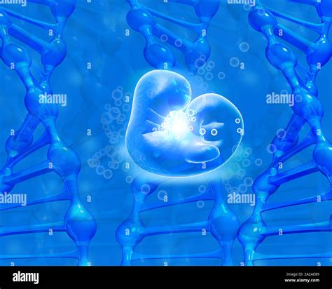 Anatomy Of Fetus With Dna Medical Background 3d Render Stock Photo Alamy