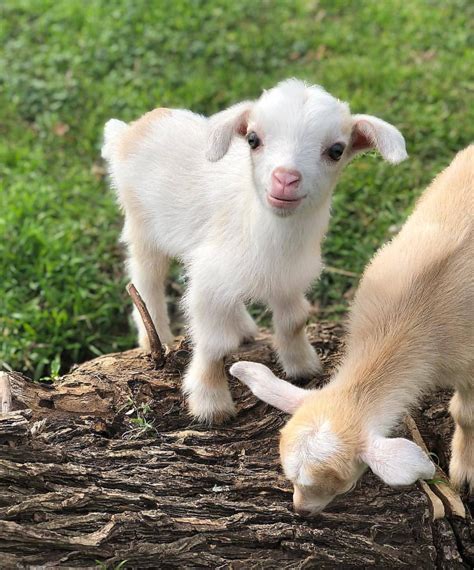 Baby Goat Artofit