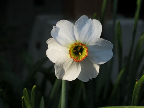 Planta Sanctorium Narcissus Poeticus L Subsp Poeticus Poet’s Daffodil