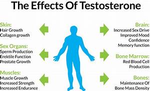 Top Interesting Facts About Testosterone