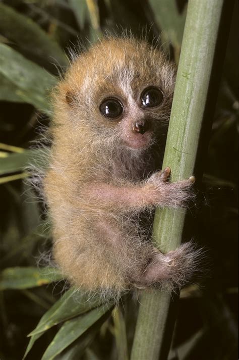 Pygmy Slow Loris Duke Lemur Center