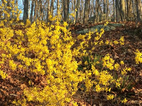 The First Blooms Of Spring How And When To Prune Forsythia Bushes