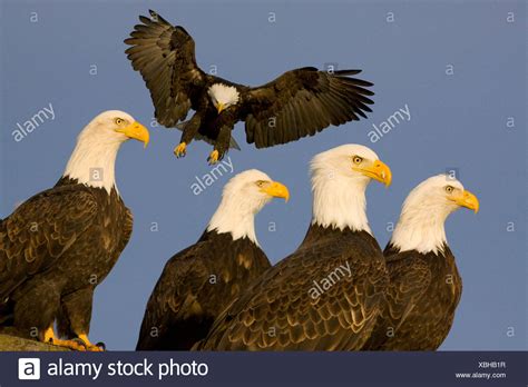 Bald Eagles And Group Stock Photos And Bald Eagles And Group Stock Images