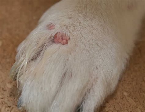What Does A Dog Wart Look Like