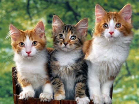 Cute Kittens Kittens Wallpaper 12930436 Fanpop