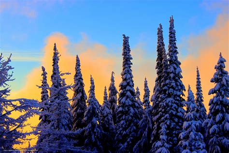 下载壁纸 冬季 树 云杉 雪 免费为您的桌面分辨率的壁纸 4752x3168 — 图片 №526429