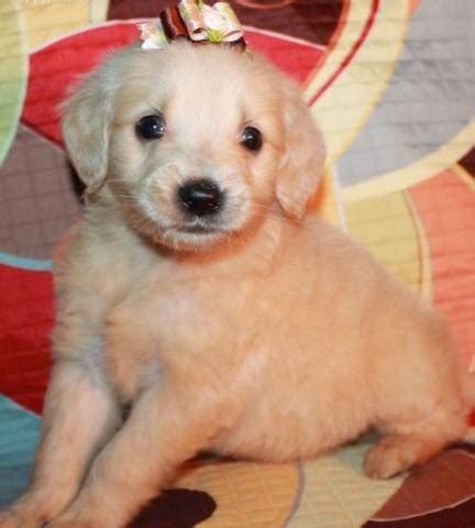 Find golden retriever puppies and breeders in your area and helpful golden retriever information. magnificent golden retriever puppies for sale - Virginia ...