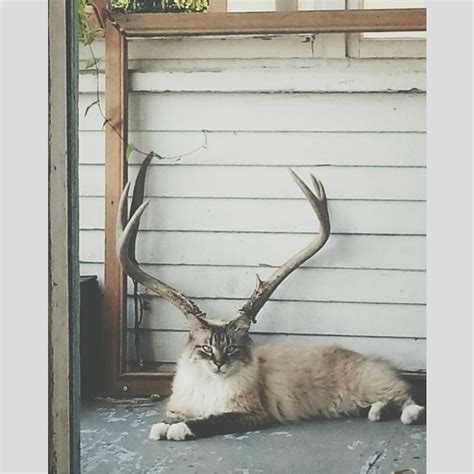 Cat Lined Up Perfectly With Deer Antlers Cats