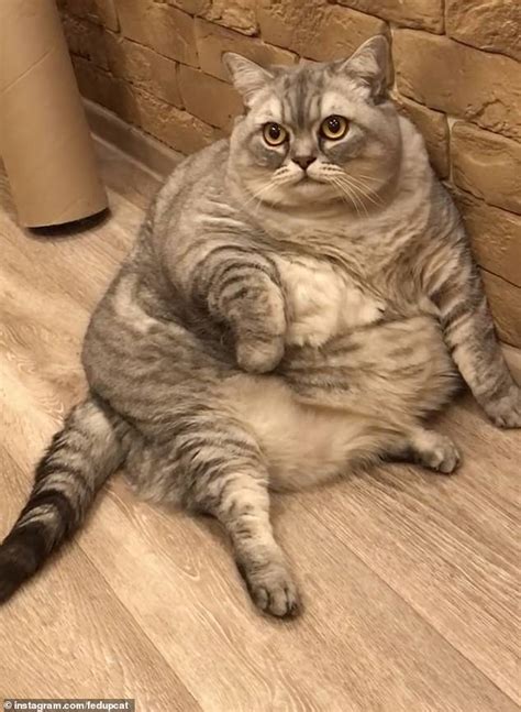 Defending The Purrfectly Plump Worlds Fattest Cat Owner Responds To Accusations Of