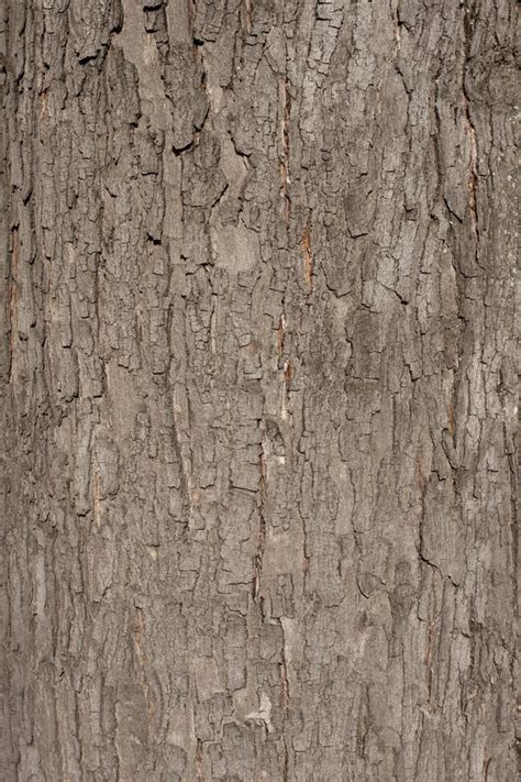 A Texture Of Brown Tree Bark Stock Photo Image Of Material Bark