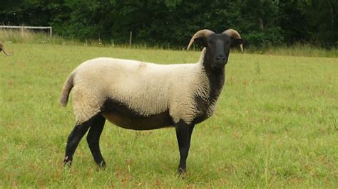 Which Breed Of Sheep Should I Choose Country Smallholding