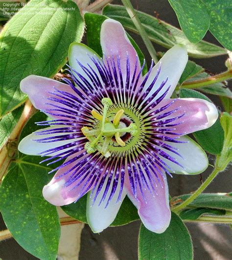 Plantfiles Pictures Passiflora Species Passion Flower Passion Vine