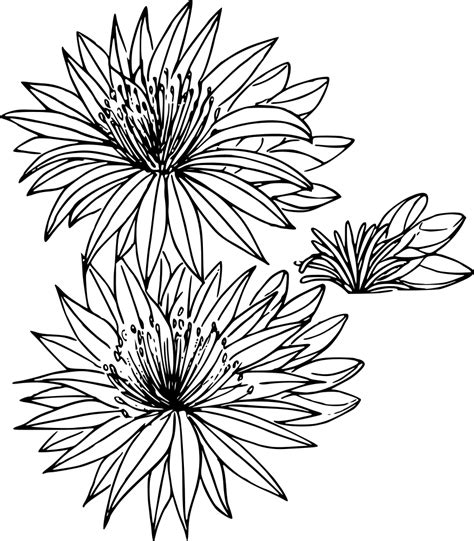 The image is png format and has been processed into transparent background by ps tool. OnlineLabels Clip Art - Bitterroot